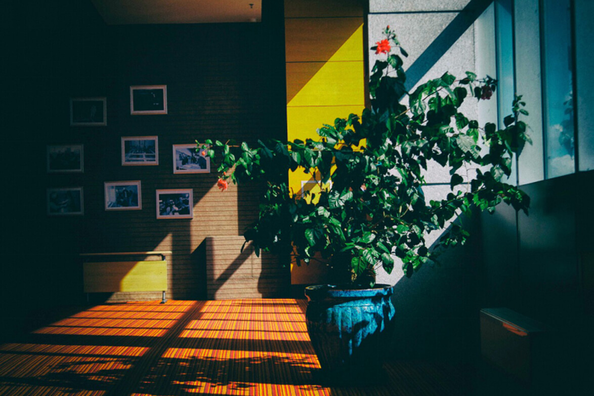 Eco-friendly Decor Tips to add Greenery to your Apartment