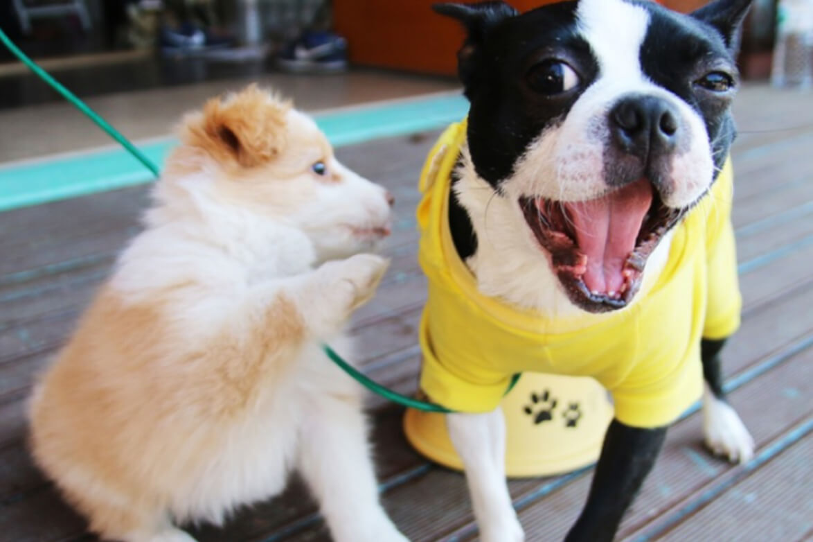 The Rise in Pet-Friendly Cafes in Bangalore