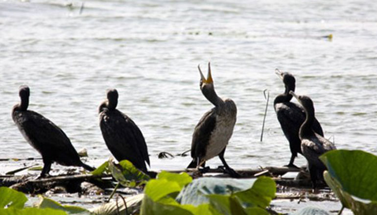 Lakefront Living at its Best in Whitefield